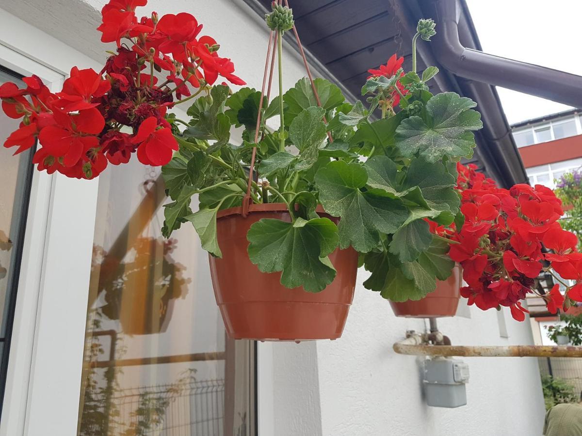 Casa Farcas بوستين المظهر الخارجي الصورة